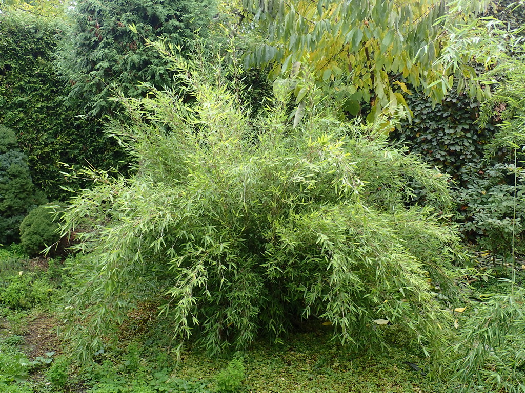 Bambusarium